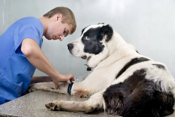 Médico veterinário fazendo um check-up — Fotografia de Stock