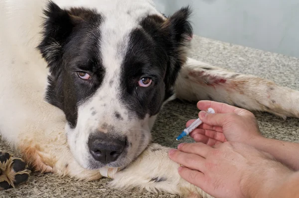 Vet que dá a injeção com seringa ao cão — Fotografia de Stock