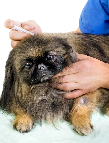 Vet att ge en injektion till en pekingese — Stockfoto