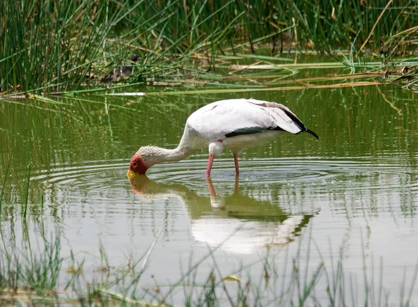 African Yellow billed Stork — Stock Photo, Image