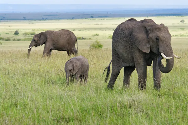 Afrika elphants — Stok fotoğraf