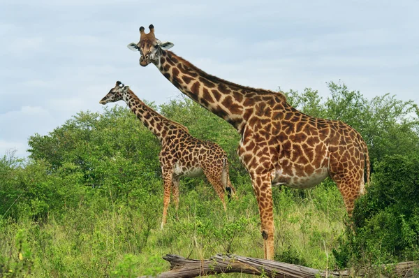 Wild Giraffes in the savannah — Stock Photo, Image