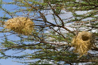 Kuş yuvası bir ağaç üzerinde