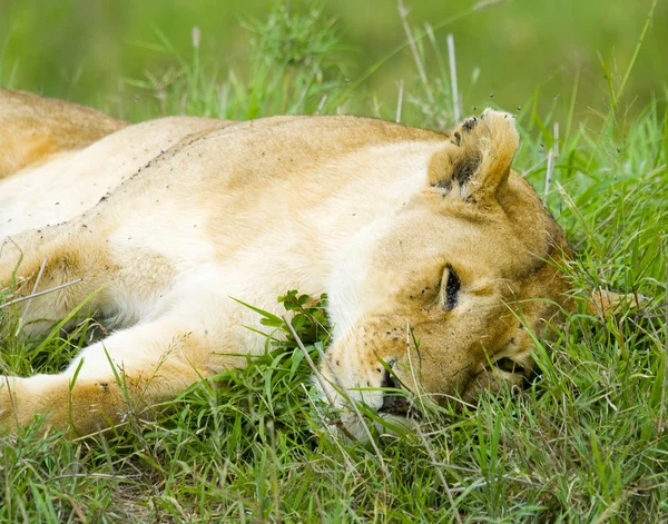 Leão africano no Parque Nacional Masai Mara - Quênia — Fotografia de Stock