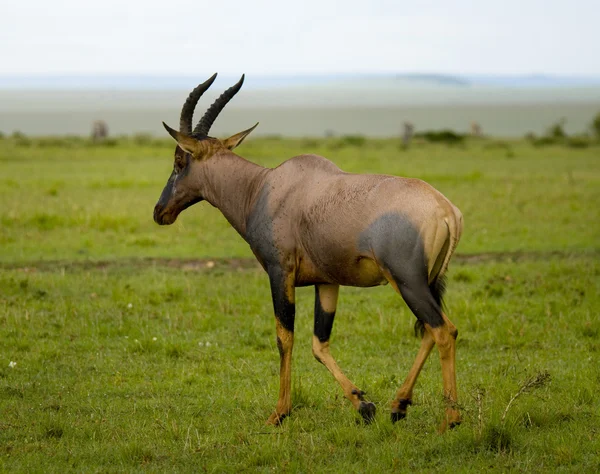 Antylopa topi (damaliscus lunatus), Kenia — Zdjęcie stockowe