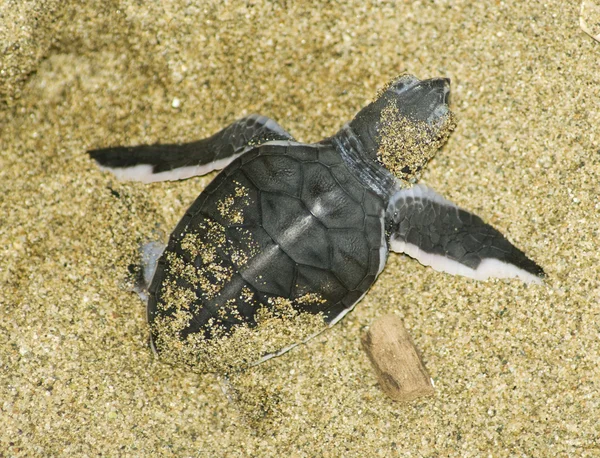 Tortuga dar a luz — Foto de Stock