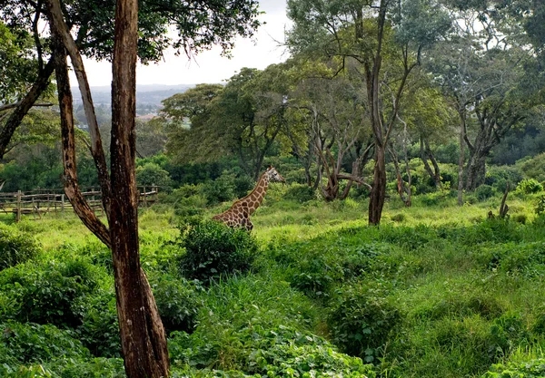 Divoké žirafy v savaně — Stock fotografie
