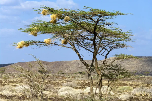 Bird's Nests on a Tree — Stock Photo, Image