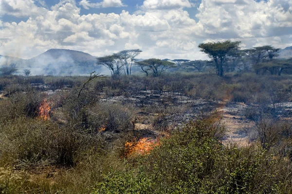 Incendie dans la savane africaine — Photo