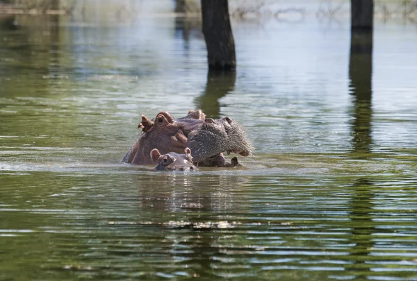 Hipopótamo con bebé en el lago — Foto de Stock