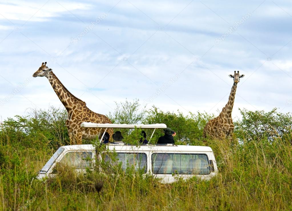 Tourists on safari take pictures of giraffes