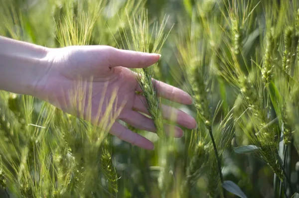 Hand in a wheat field — Stock Photo, Image