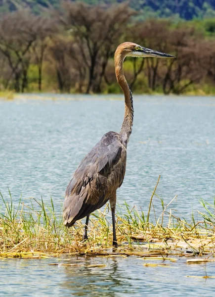 Goliath Heron (Ardea goliath), Lake Baringo, Kenya — Stock Photo, Image