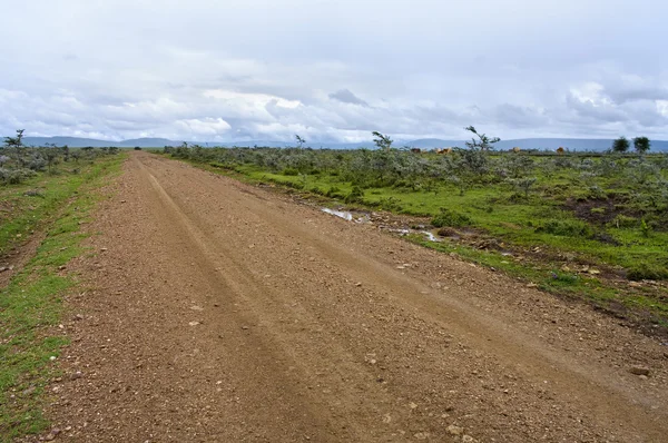 El camino en la sabana africana — Foto de Stock