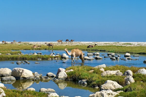 Wielbłądy na plaży, oman, Bliski Wschód — Zdjęcie stockowe