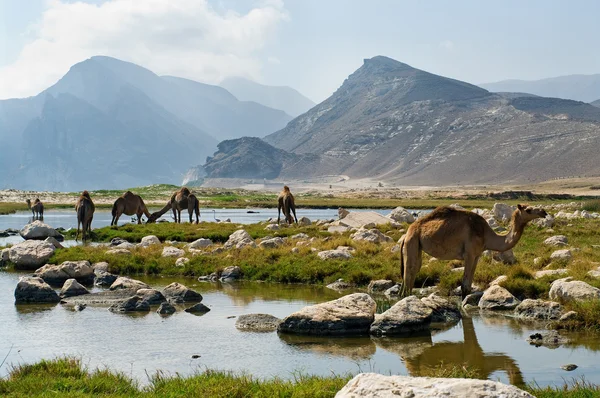 Camellos en la playa, Omán, Oriente Medio —  Fotos de Stock
