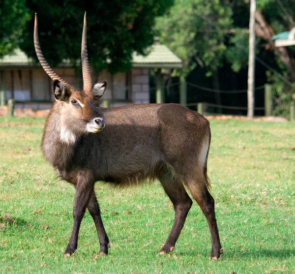 Antilop (Kobus ellipsiprymnus)-Gyűrűsfarkú víziantilop — Stock Fotó
