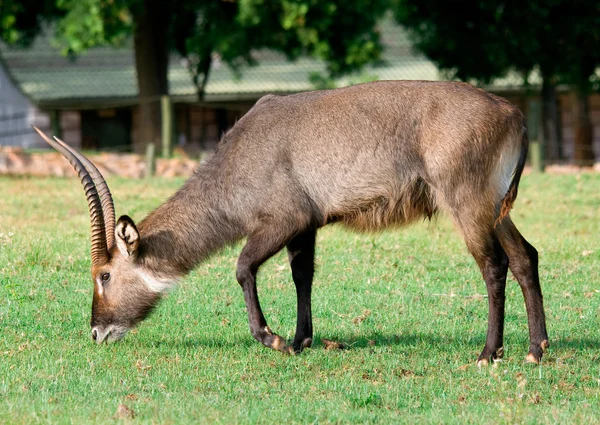 Antilope du Bouc d'eau (Kobus ellipsiprymnus) — Photo