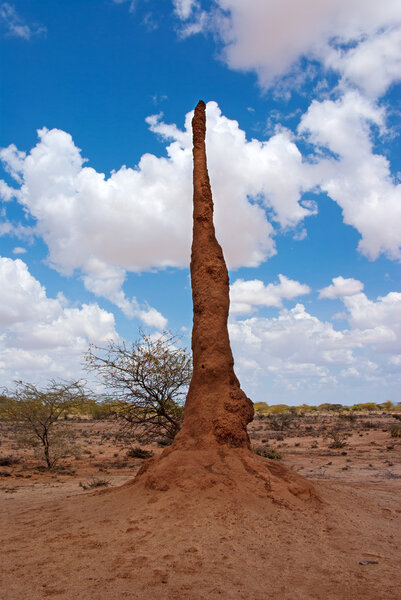 Африканский ландшафт с термитарием
