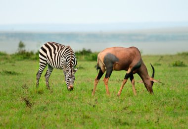 Zebralar ve Afrika savann Topi antilop (Damaliscus lunatus)