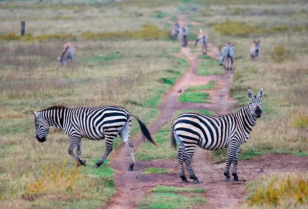 Zebras in african savanna — Stock Photo, Image