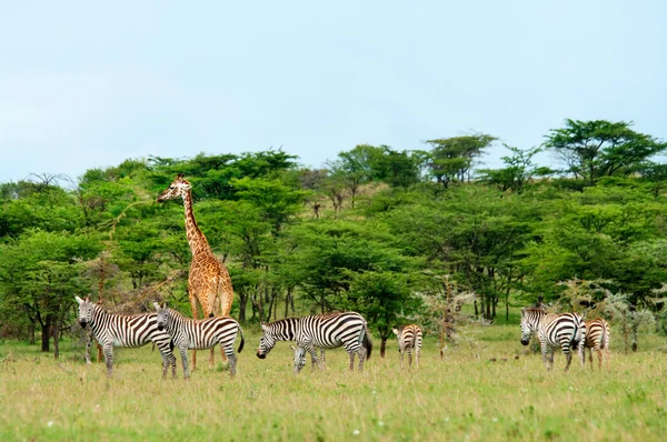 Içinde savana vahşi zürafalar — Stok fotoğraf