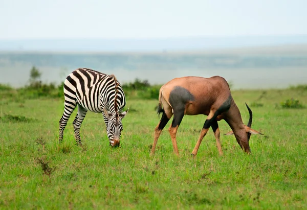 Zebry i antylopa Topi (Damaliscus lunatus) w savann Afryki — Zdjęcie stockowe