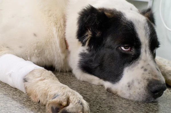 Cão doente em uma clínica veterinária — Fotografia de Stock