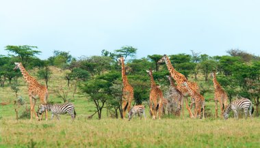 içinde savana vahşi zürafalar
