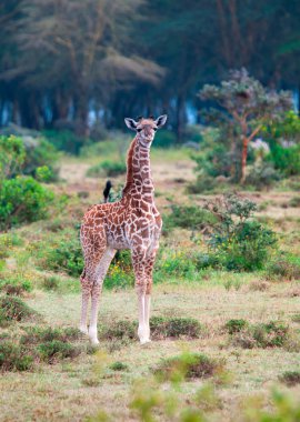 içinde savana vahşi zürafalar