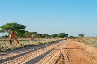 deve çölde yolda. Afrika