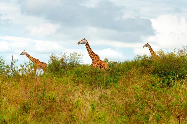 Divoké žirafy v savaně — Stock fotografie
