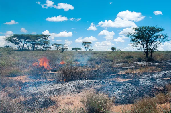 Incendie dans la savane africaine — Photo