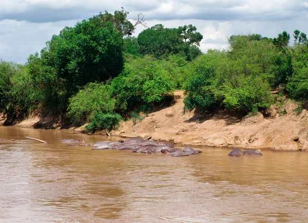 Nijlpaard (Hippopotamus amphibius) in de rivier. Masai Mara Nati — Stockfoto