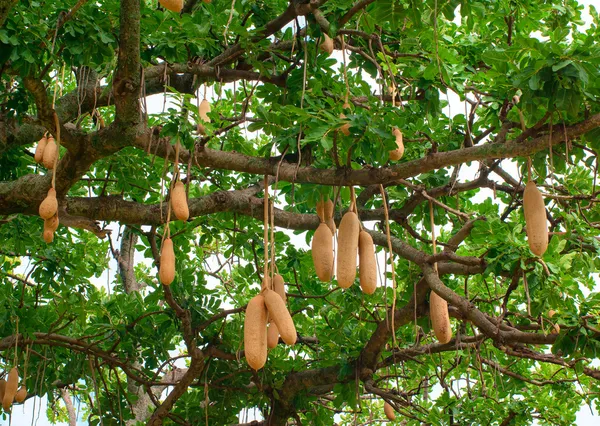Kiełbasa drzewo owocowe, (Kigelia Afrykańska africana) — Zdjęcie stockowe