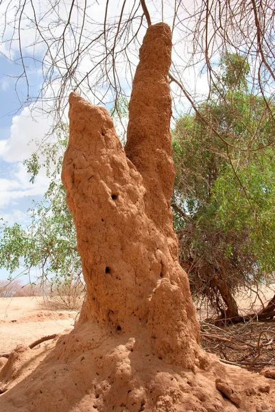 Paisaje africano con termitario en Kenia — Foto de Stock