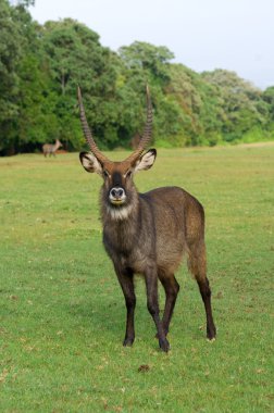 Waterbuck (Kobus ellipsiprymnus) antilop