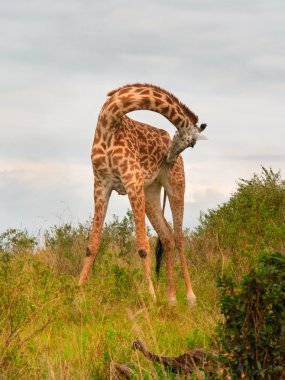 içinde savana vahşi zürafalar