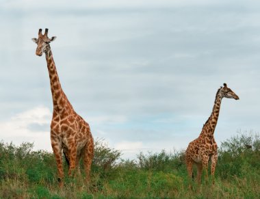 içinde savana vahşi zürafalar