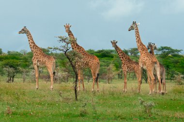 içinde savana vahşi zürafalar