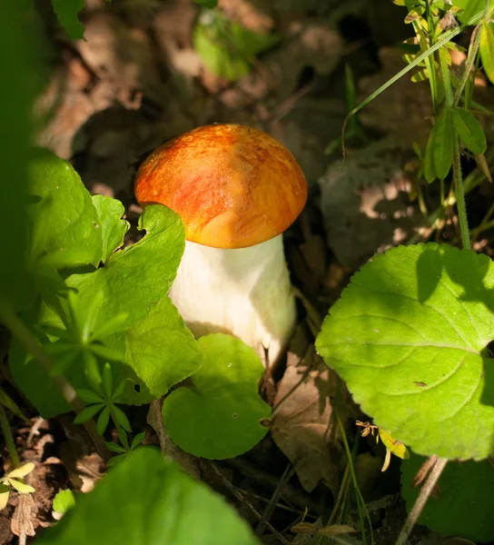 Champignon forestier dans l'herbe — Photo