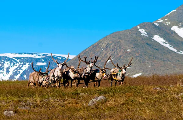 Team reindeer in tundra — Stock Photo, Image