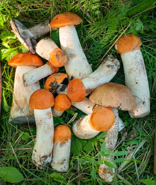 Forest mushrooms in the grass — Stock Image Forest mushrooms in the grass Stock Image