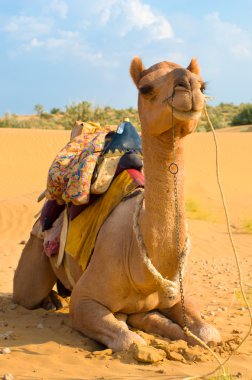 bir deve çöl, jaisalmer, Hindistan