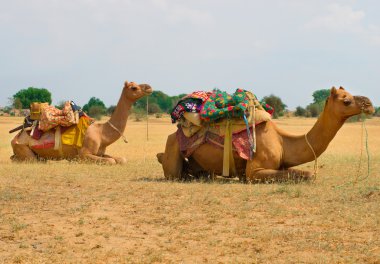 Develer çöl, jaisalmer, Hindistan
