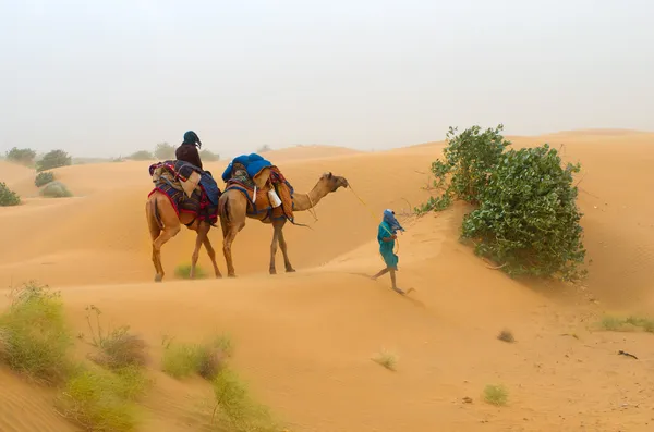 Cammello carovana che attraversa il deserto — Foto Stock