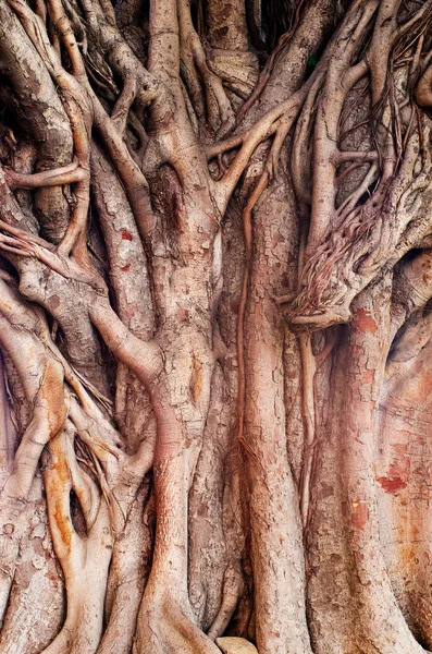 Immagine di sfondo di un albero tropicale di banyan (ficus benghalensis ) — Foto Stock