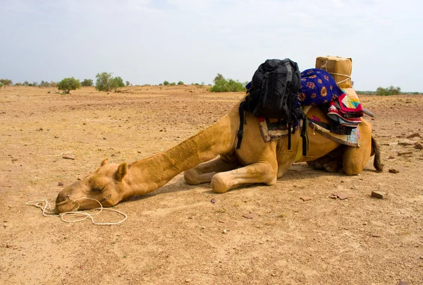 En kamel i öknen, jaisalmer, Indien — Stockfoto