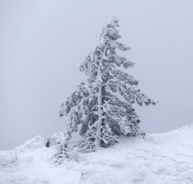 Pine tree covered by snow