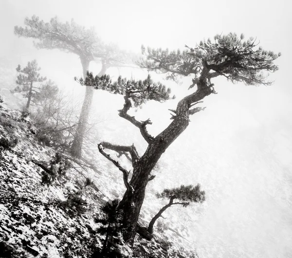 Arbres dans le brouillard dans les montagnes — Photo